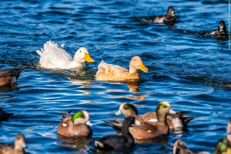 Einheimische Voegel am wasser